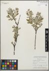 Foto von Salix glauca L.